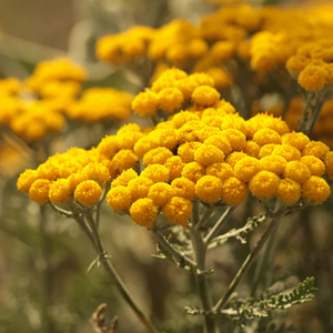 Angel En Provence - Helichrysum Revitalizing Shampoo 400ml – product view 2