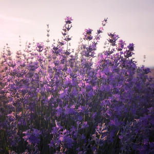 Angel En Provence - Lavender Violet Tone Correcting Spray 150ml – product view 3