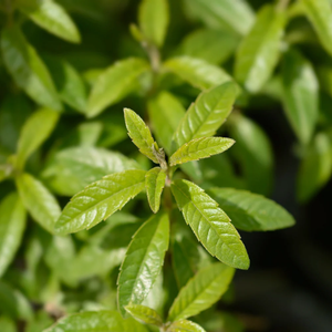 Angel En Provence - Verbena Dry Shampoo 250ml – product view 2